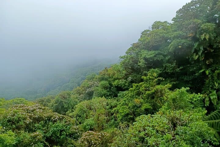 Walk in the Clouds: Private Guided Hike at Santa Elena Cloud Forest Reserve photo 4