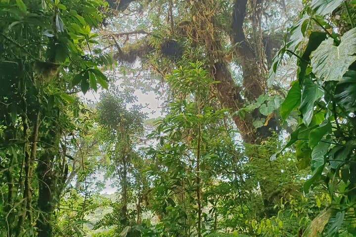 Walk in the Clouds: Private Guided Hike at Santa Elena Cloud Forest Reserve photo 2