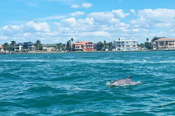 Private 2-Hour Dolphin Watching Cruise in St. Petersburg — St. Pete Eco Cruise photo 4