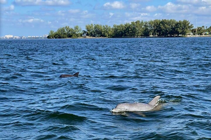 Private 2-Hour Dolphin Watching Cruise in St. Petersburg — St. Pete Eco Cruise photo 1
