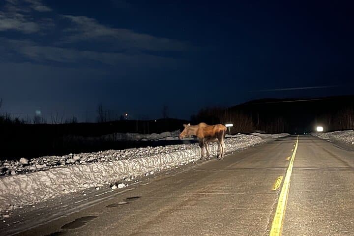 VIP Aurora Viewing Tour from Fairbanks: Private Northern Lights Experience photo 3