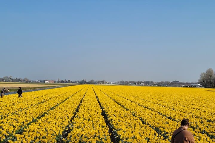 Private Transfer to Keukenhof Tulip Gardens from Amsterdam — Executive Skip-the-Line Tour photo 2