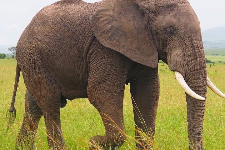 4-Day Tsavo West, Amboseli & Tsavo East Safari | Big Five from Malindi photo 1