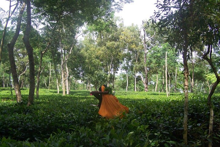 Sylhet & Sreemangal: 4-Night Adventure from Dhaka — Tea Gardens, Rainforest & Rivers photo 6