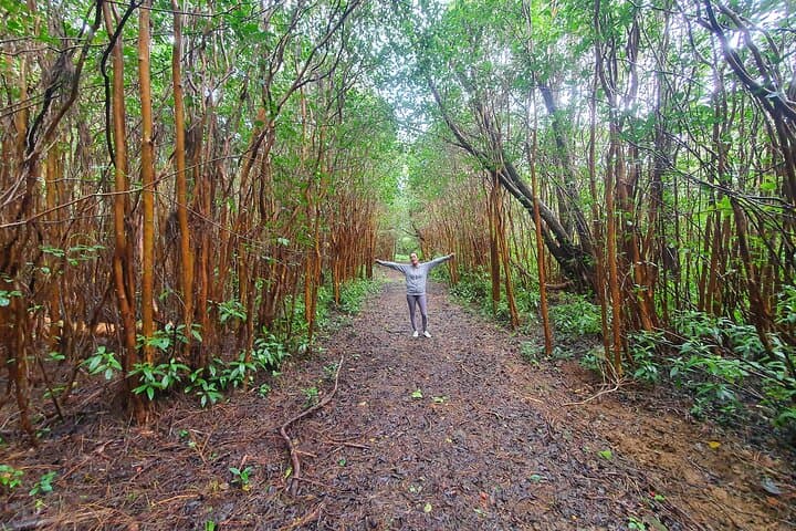 Full-Day Hike in Black River Gorges National Park, Mauritius — Waterfalls, Endemic Birds & Picnic Lunch photo 3
