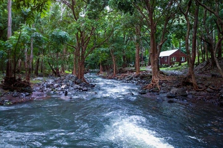 Full-Day Hike in Black River Gorges National Park, Mauritius — Waterfalls, Endemic Birds & Picnic Lunch photo 5
