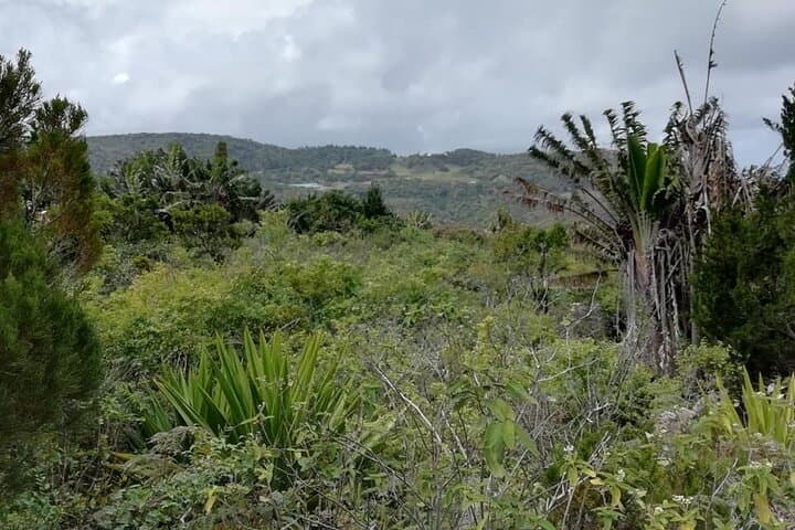 Hike Piton de la Petite Rivière Noire: Mauritius' Highest Peak Half-Day Trek photo 3