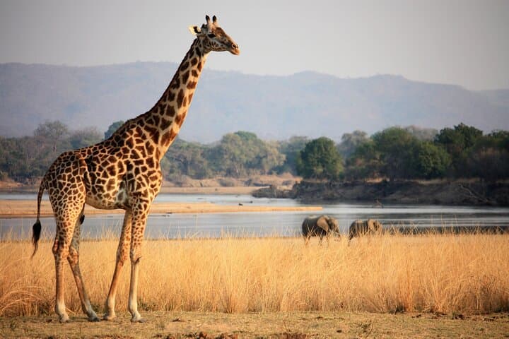 South Luangwa Guided 4x4 Safari with Lodging & Meals photo 4