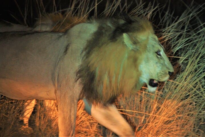 South Luangwa Guided 4x4 Safari with Lodging & Meals photo 6