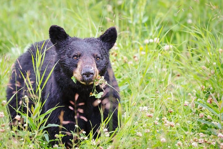 Private Whistler Tour — Best Whistler Sightseeing Tour & Photo Stops photo 3