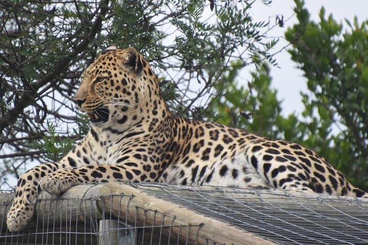 Cats in Conservation at Tenikwa: Full-Day Wildlife Rehabilitation Experience in Plettenberg Bay