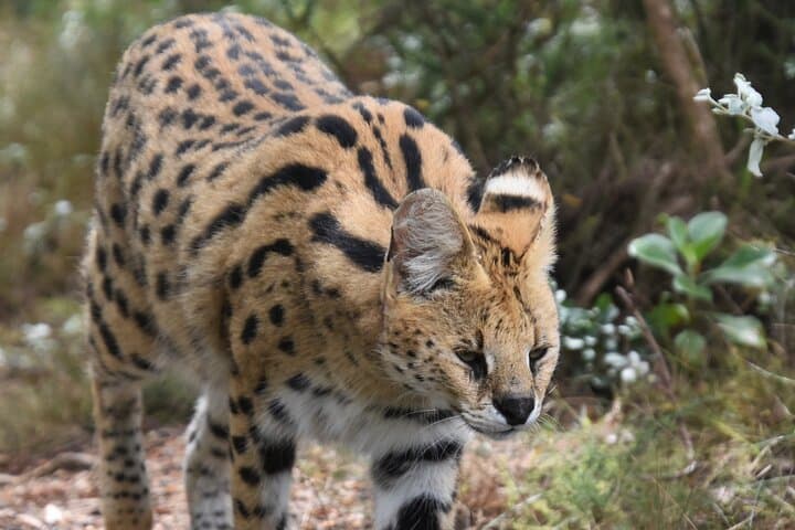 Cats in Conservation at Tenikwa: Full-Day Wildlife Rehabilitation Experience in Plettenberg Bay photo 6