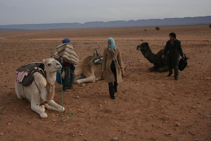 Dromedary in Agafay: Half-Day Camel Ride from Marrakech photo 2