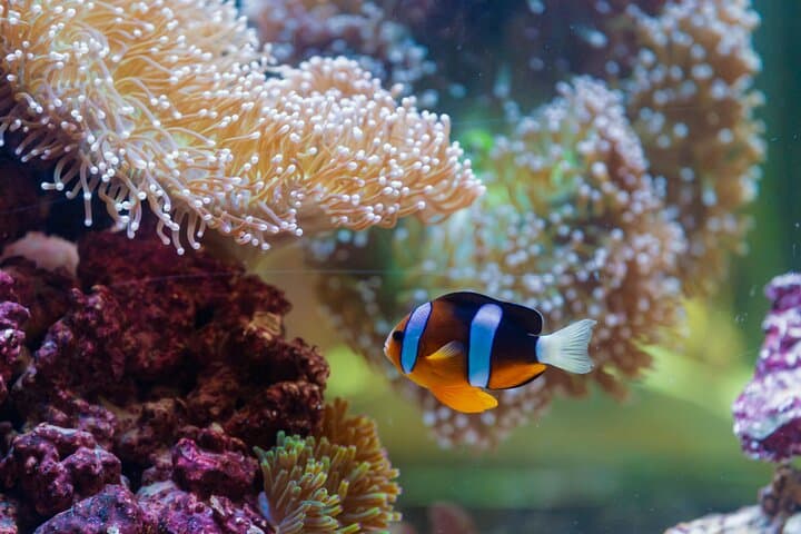National Aquarium Abu Dhabi: Visitor Guide to the Middle East’s Largest Aquarium photo 5