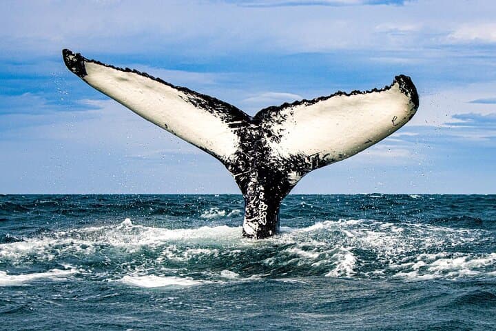 Whale Watching from Dalvík: Eyjafjörður Boat Tours Near Akureyri photo 2