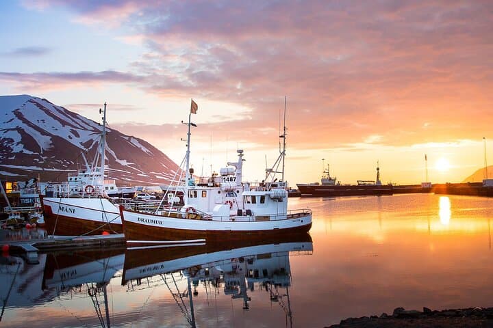 Whale Watching from Dalvík: Eyjafjörður Boat Tours Near Akureyri photo 3