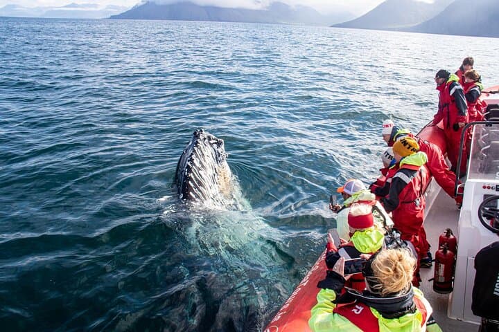 Express Whale Watching from Dalvík — Speedboat RIB Tours in Eyjafjörður photo 2