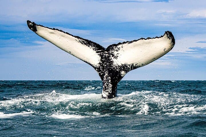 Express Whale Watching from Dalvík — Speedboat RIB Tours in Eyjafjörður photo 3