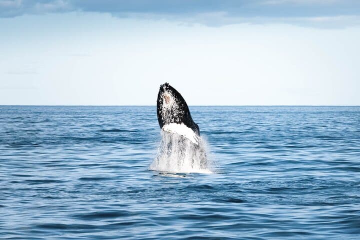 Húsavík Whale Watching: Skjálfandi Bay Boat Tours & Whale Sightings photo 2