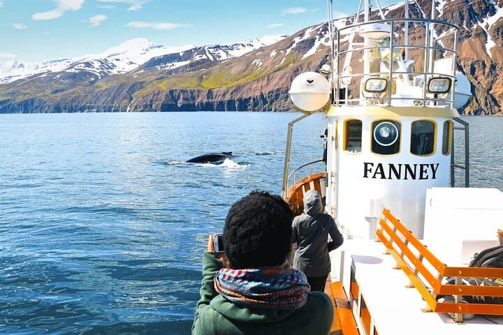 Húsavík Whale Watching: Skjálfandi Bay Boat Tours & Whale Sightings