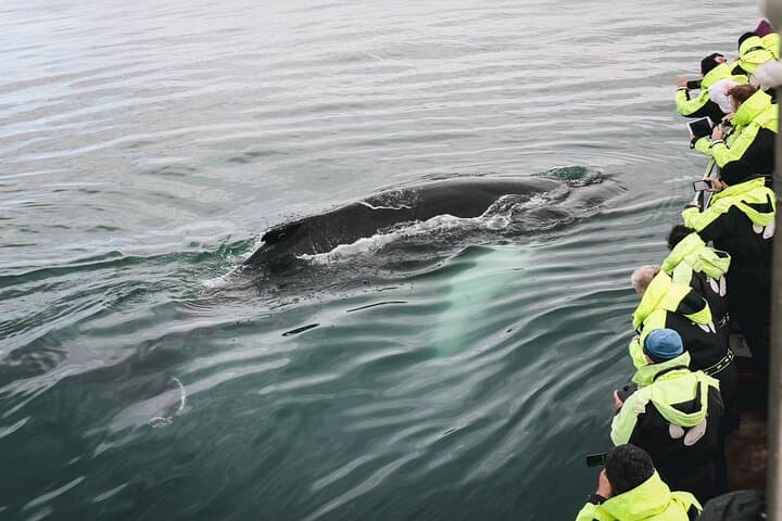 Húsavík Whale Watching: Skjálfandi Bay Boat Tours & Whale Sightings photo 4