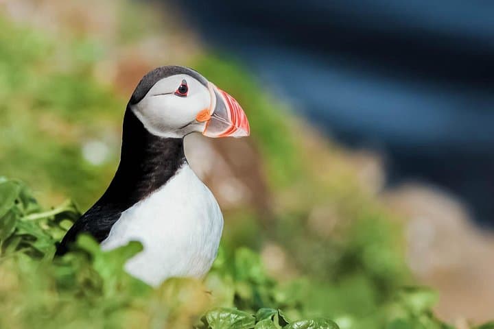 Whales and Puffins Tour from Husavik — Puffin Island & Whale Watching in Skjálfandi Bay