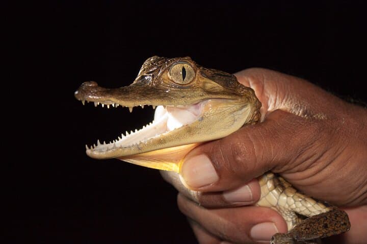 Manaus Night Caiman Spotting: Amazon Night-Boat Wildlife Tour photo 3