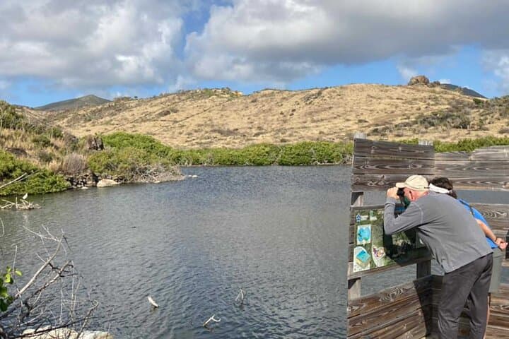 St. Maarten Bird Watching Tour: Salt Ponds, Shorebirds & Lesser Antilles Endemics photo 2