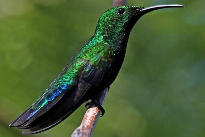 St. Maarten Bird Watching Tour: Salt Ponds, Shorebirds & Lesser Antilles Endemics photo 5