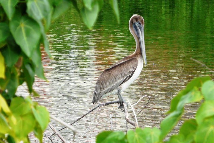 St. Maarten Bird Watching Tour: Salt Ponds, Shorebirds & Lesser Antilles Endemics