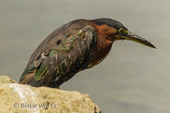 St. Maarten Bird Watching Tour: Salt Ponds, Shorebirds & Lesser Antilles Endemics photo 3