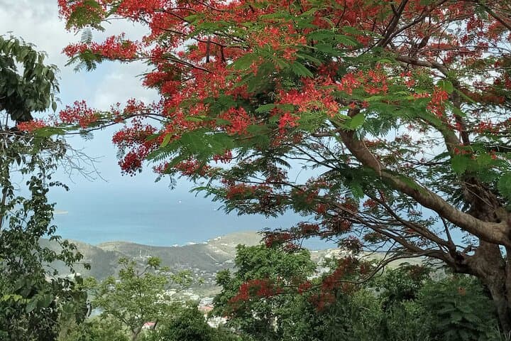 Coastal Hike and Swim Tour in St. Martin/St. Maarten — Pic Paradis, Nature Reserve & Happy Bay photo 2