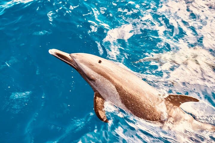 West Oahu Dolphin Watching & Turtle Snorkel — 3-Hour Catamaran Cruise