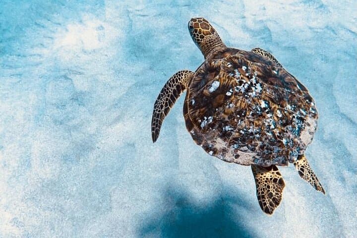 West Oahu Dolphin Watching & Turtle Snorkel — 3-Hour Catamaran Cruise photo 4