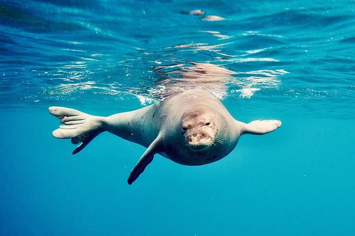 West Oahu Dolphin Watching & Turtle Snorkel — 3-Hour Catamaran Cruise photo 6
