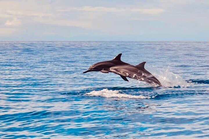 West Oahu Dolphin Watching & Turtle Snorkel — 3-Hour Catamaran Cruise photo 2