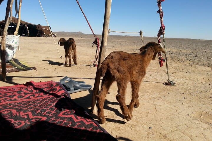 Erg Chebbi Desert Tour from Errachidia: 2-Night Merzouga Camping & Culture photo 4