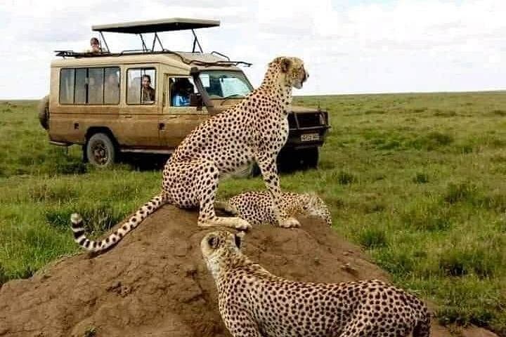 3-Day Serengeti and Ngorongoro Safari: Big Five Camping Adventure photo 1