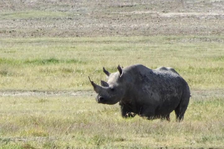 3-Day Serengeti and Ngorongoro Safari: Big Five Camping Adventure photo 4