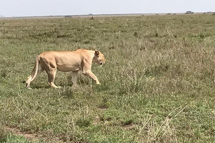 3-Day Serengeti and Ngorongoro Safari: Big Five Camping Adventure photo 2