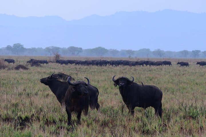 13-Day Uganda Safari: Gorillas, Chimp Trekking & Tree-Climbing Lions photo 6