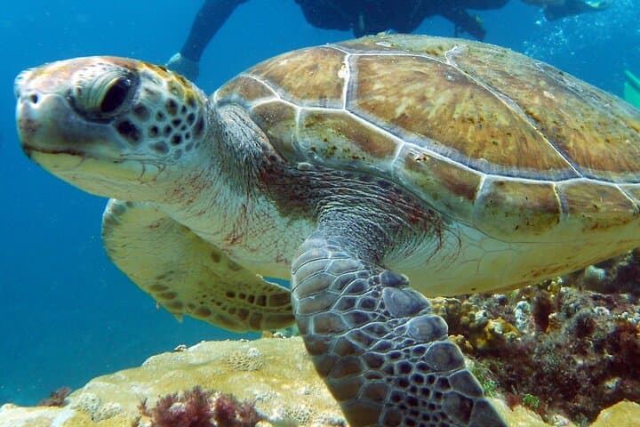 Explore Santa Maria Reef & Calderinhia Wreck: 2-Hour Snorkeling Tour in Sal photo 4