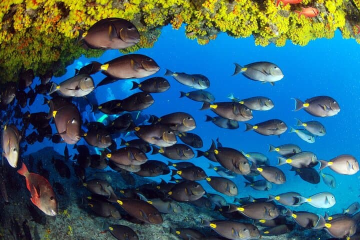 Discover Scuba Diving in Sal: Introductory PADI Dives from Santa Maria photo 3