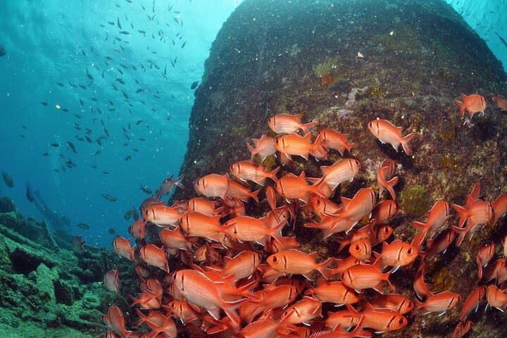 Discover Scuba Diving in Sal: Introductory PADI Dives from Santa Maria photo 5