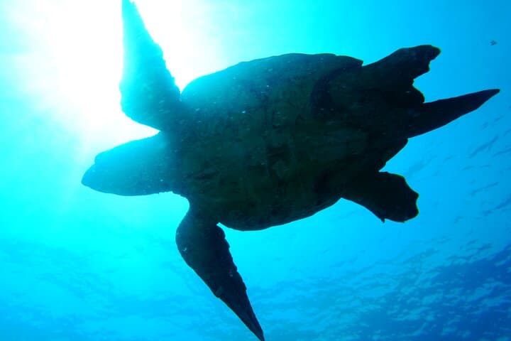 Discover Scuba Diving in Sal: Introductory PADI Dives from Santa Maria photo 6