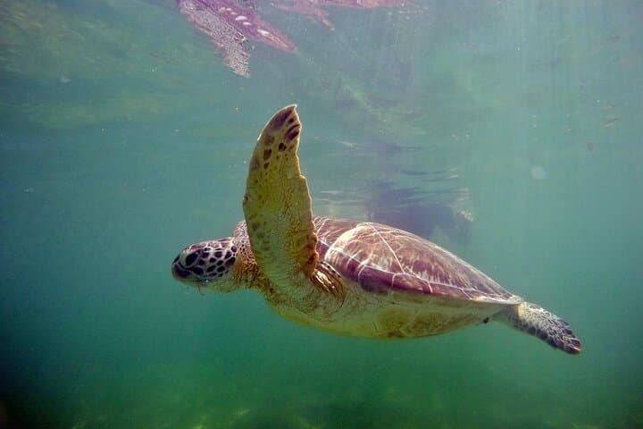 Snorkel with Sea Turtles at Akumal Bay and Swim Cenotes from Playa del Carmen photo 6