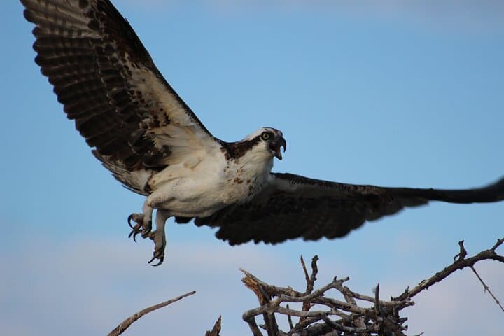 Islamorada Private Mangrove Ecotour: 2-Hour Wildlife Boat Tour photo 6