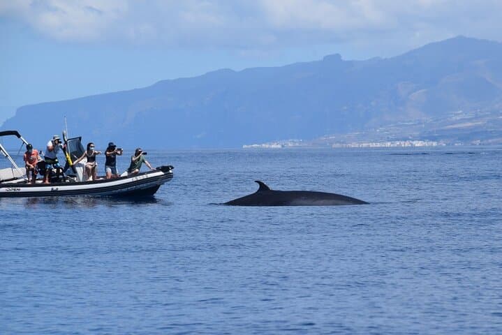 Bonadea II Ecological Whale Watching: Tenerife 2-Hour Boat Tour