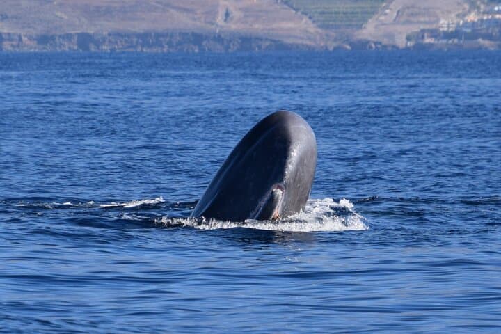 Bonadea II Ecological Whale Watching: Tenerife 2-Hour Boat Tour photo 2