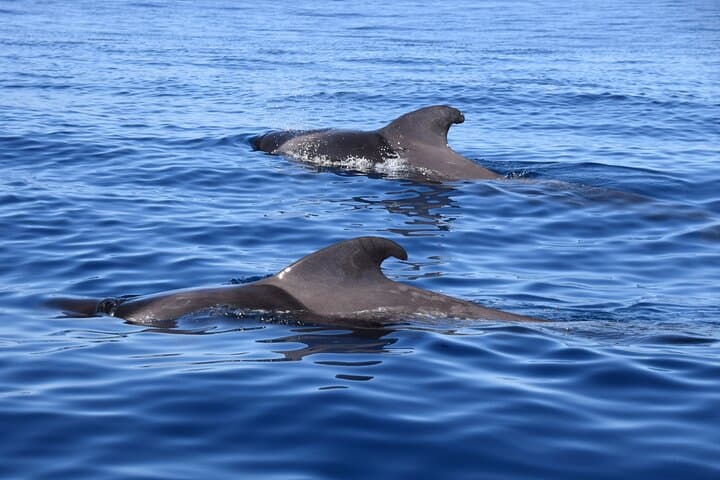 Bonadea II Ecological Whale Watching: Tenerife 2-Hour Boat Tour photo 3